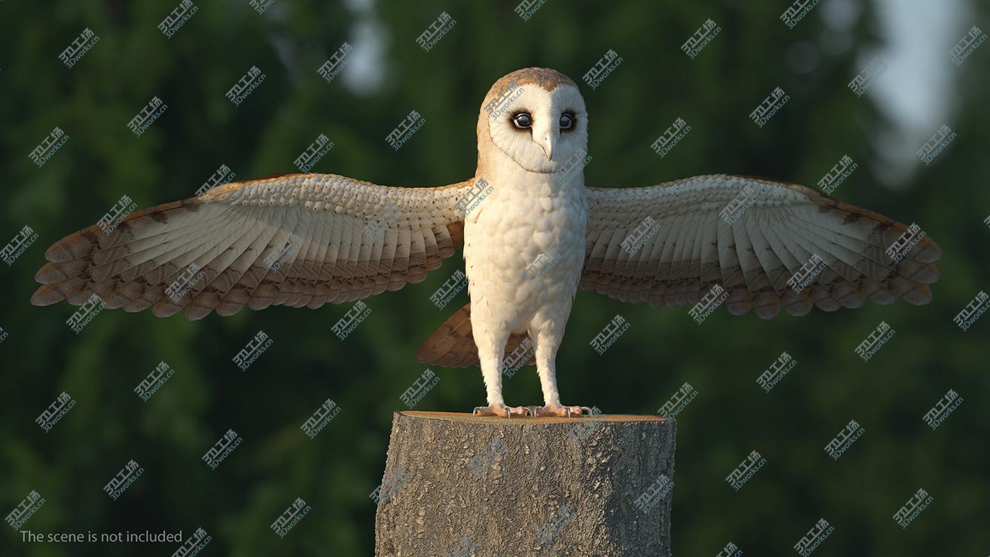 images/goods_img/202105071/3D Common Barn Owl model/5.jpg